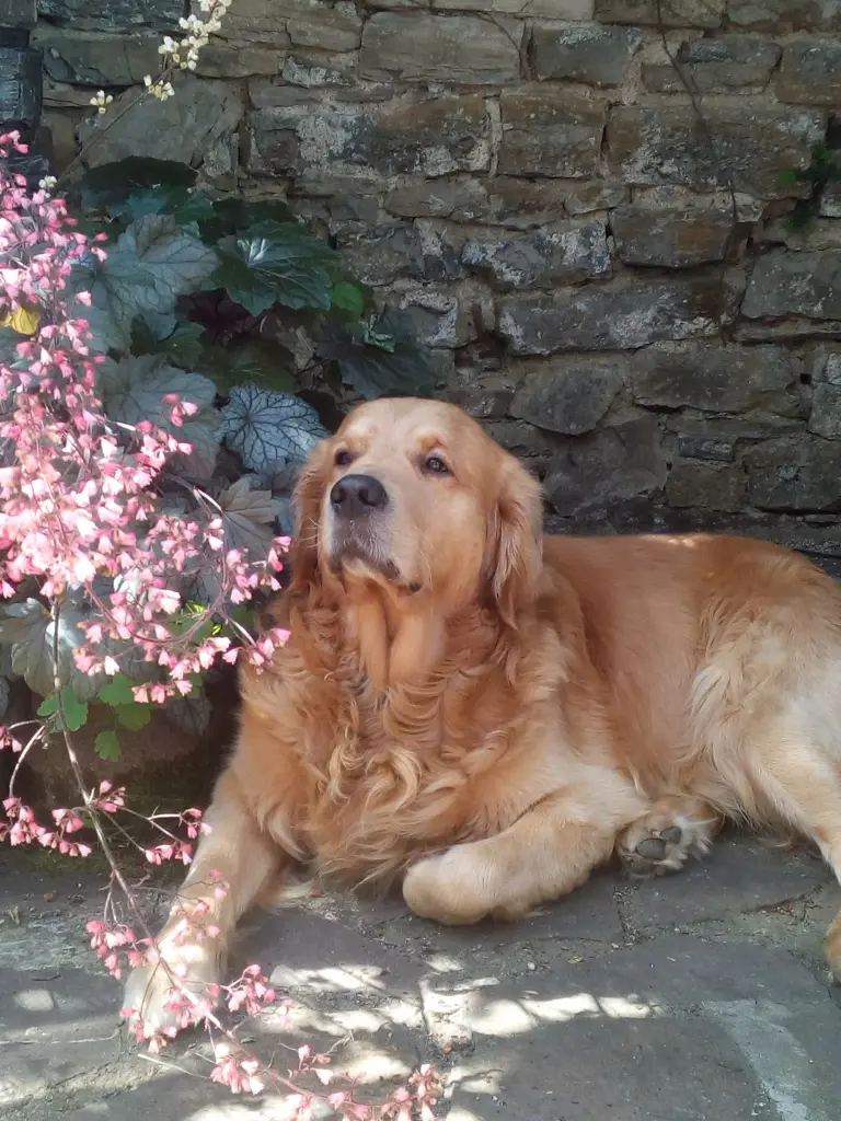 Condolence image of Solveig