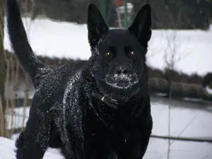 Image from Balou
