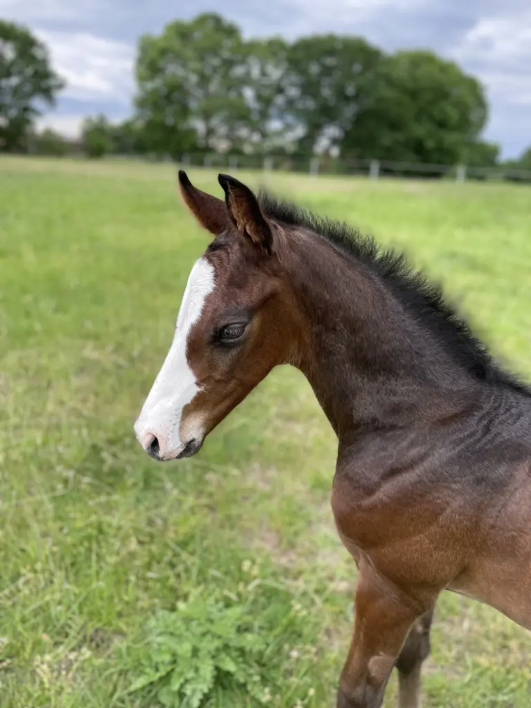 Andachtsbild von Olaf