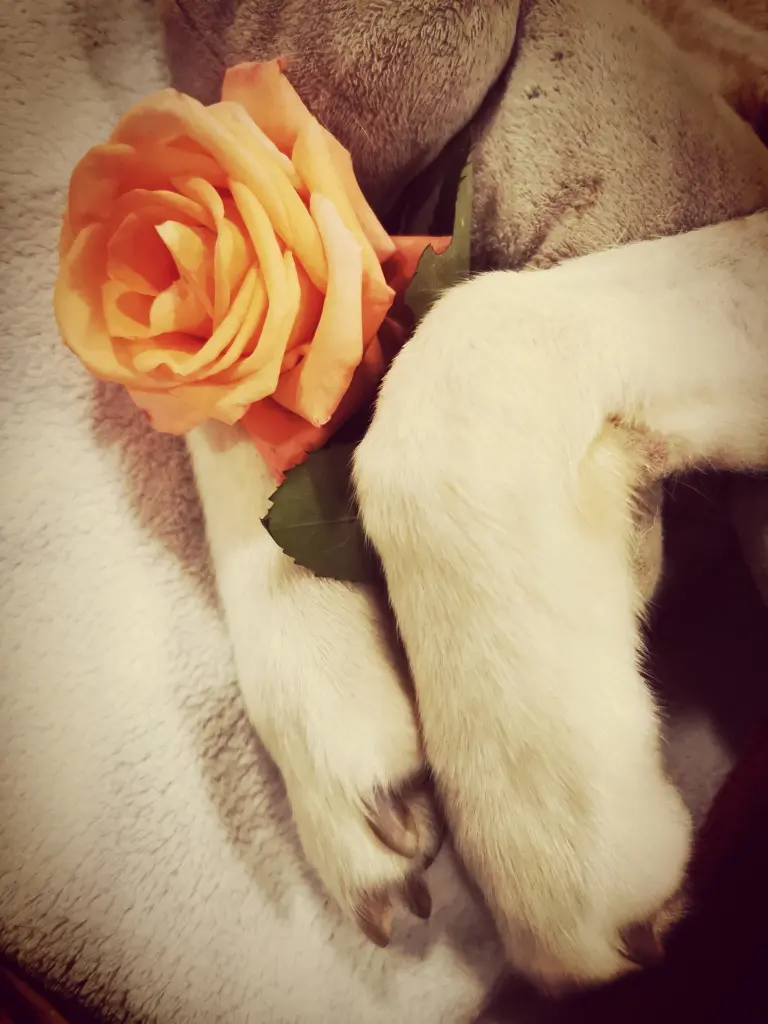 Condolence image of Deine Mami