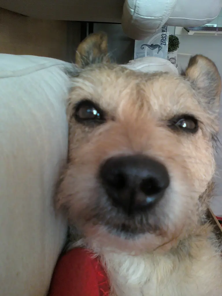 Image from Gipsy