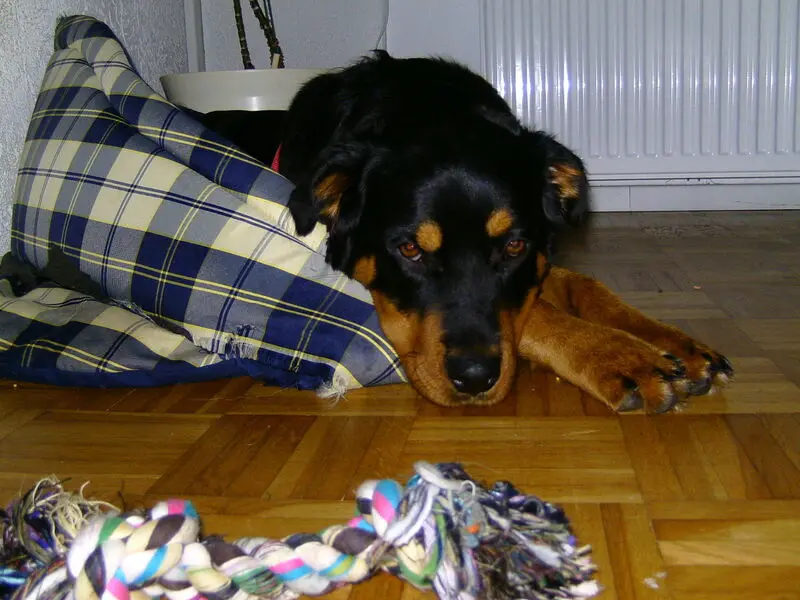Condolence image of Angelika