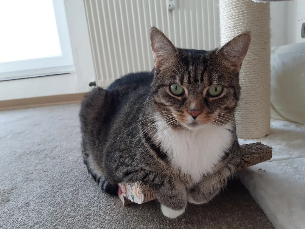 Image from Miechen