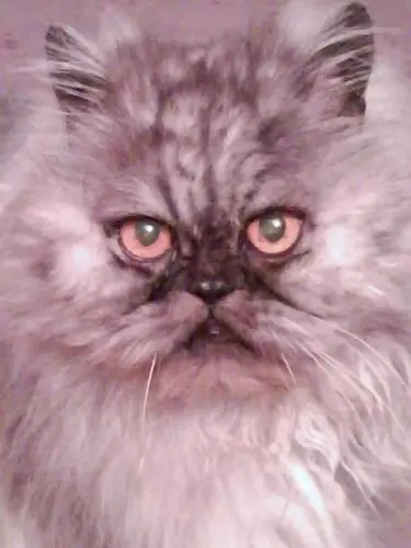 Image from Rusty