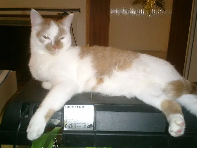 Image from Kira