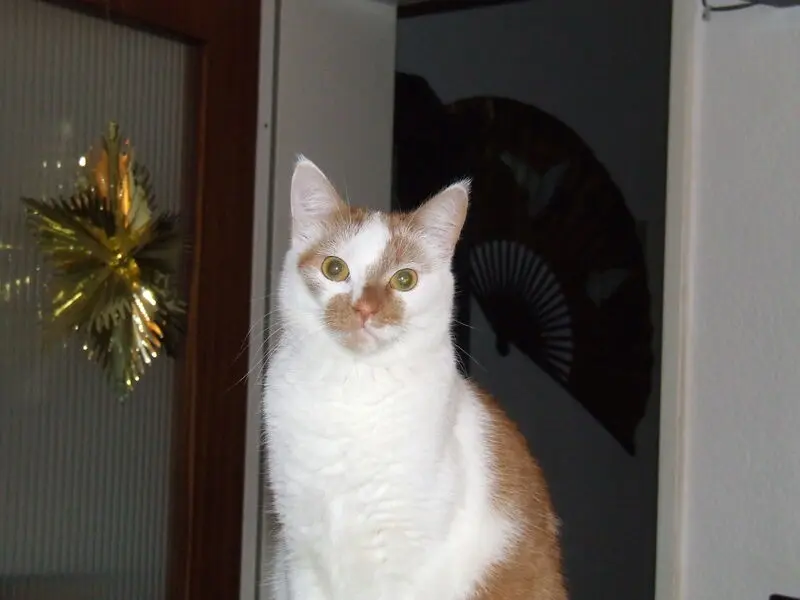 Image from Kira