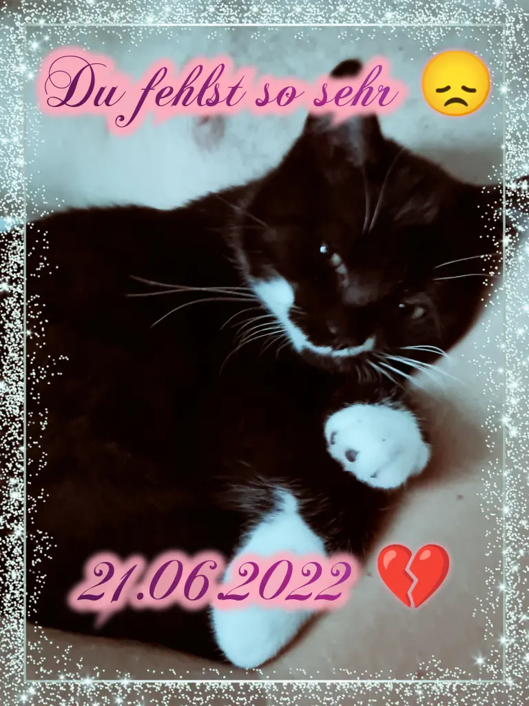 Condolence image of Daniela  Mit Mogli im Herzen