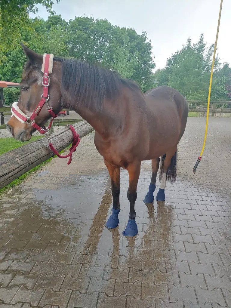 Image from Janusch