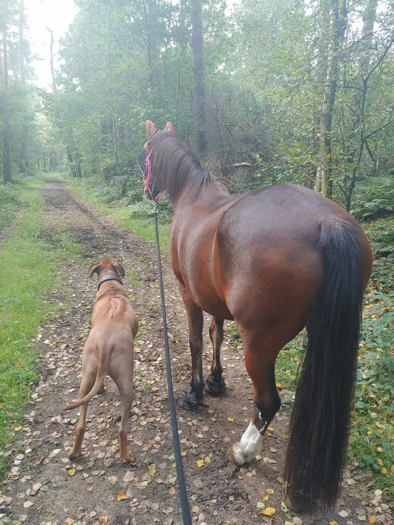 Image from Janusch