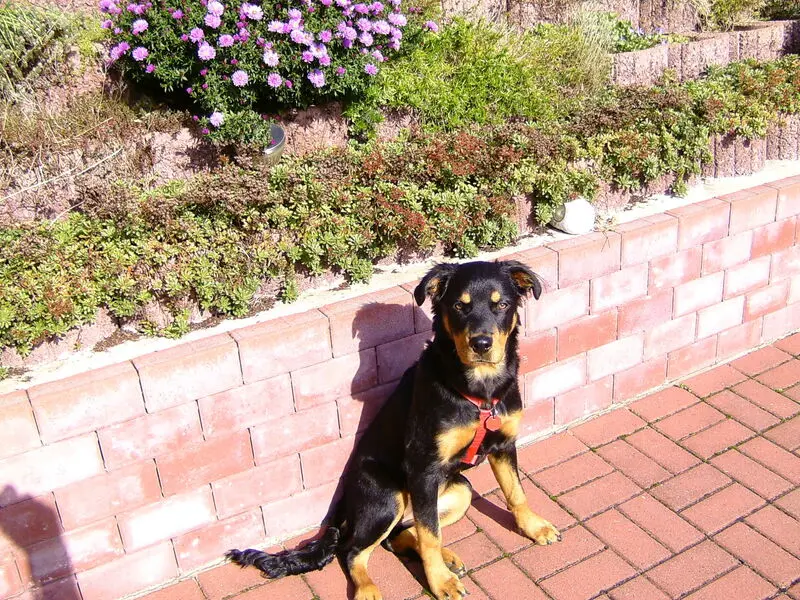 Condolence image of Angelika