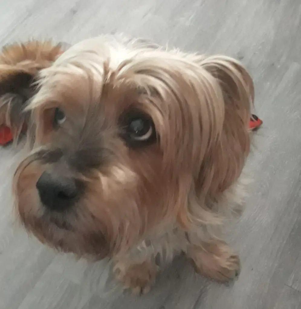 Image from Gismo