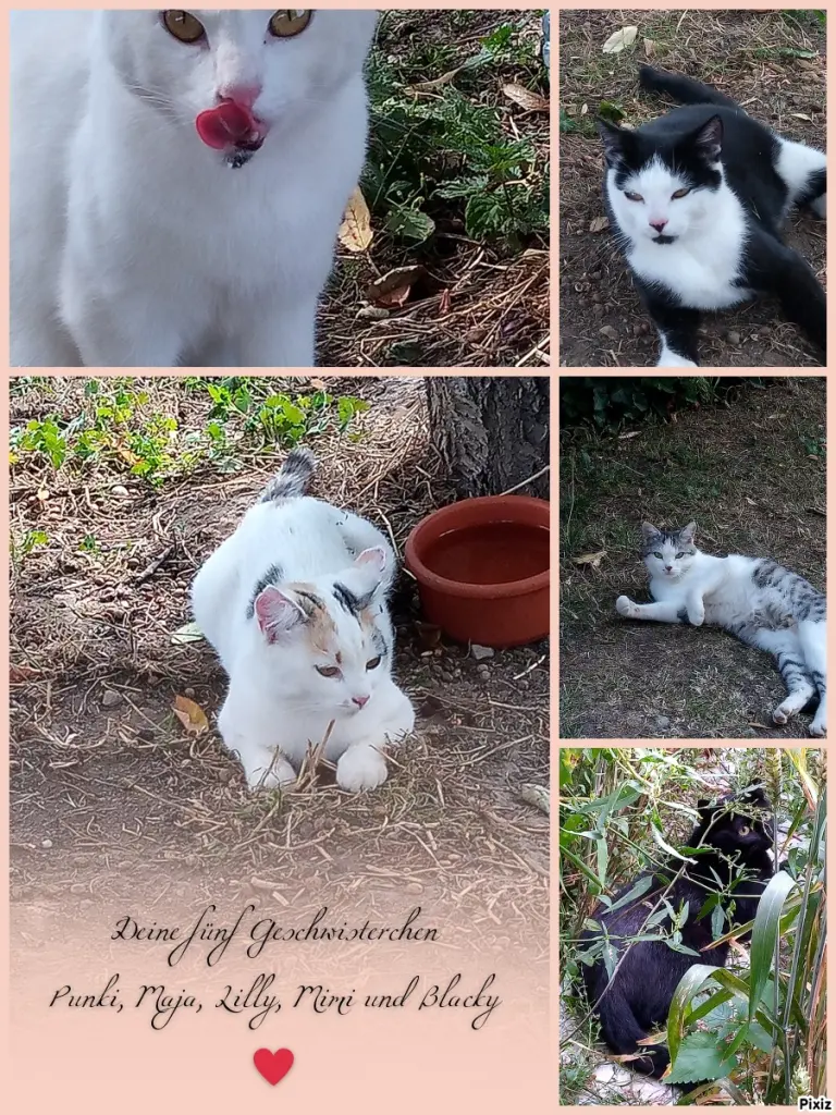 Andachtsbild von Für Dich kleine Missy ❤️