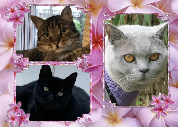 Andachtsbild von Ravi & Zausel 