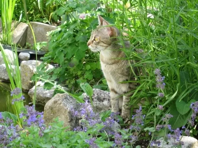 Andachtsbild von Marple