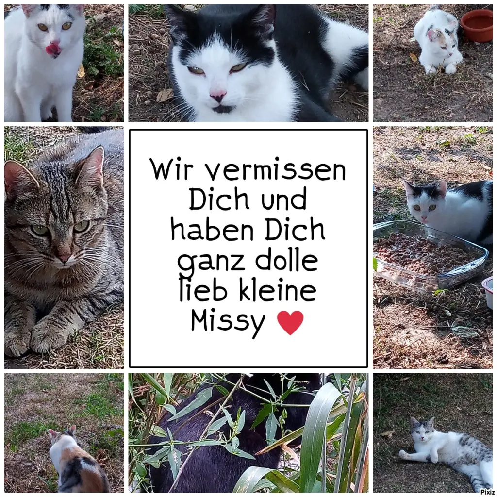 Andachtsbild von Für unser kleines Sternchen Missy ♥️