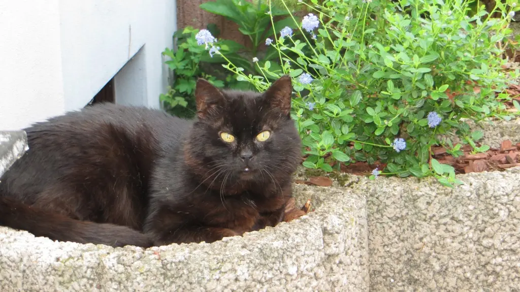 Andachtsbild von Ravi und Zausel 