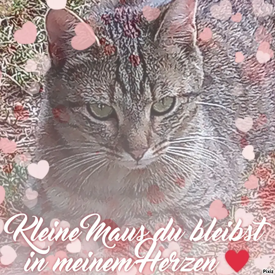 Andachtsbild von Für unsere kleine Maus Missy♥️