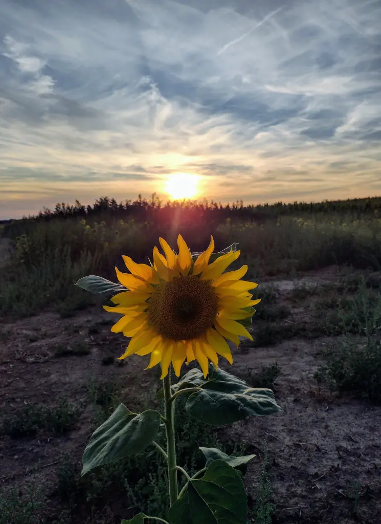 Andachtsbild von Corinna mit Emma, Pummelchen und anderen Sternleine im Herzen