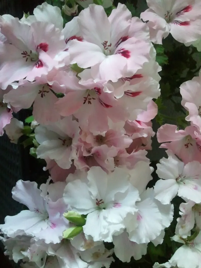 Andachtsbild von Anja mit Maja & Gräuli im ༺❤️༻