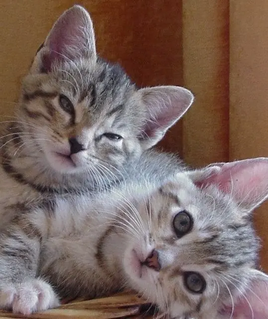 Andachtsbild von Elisabeth mit Marple im ♥