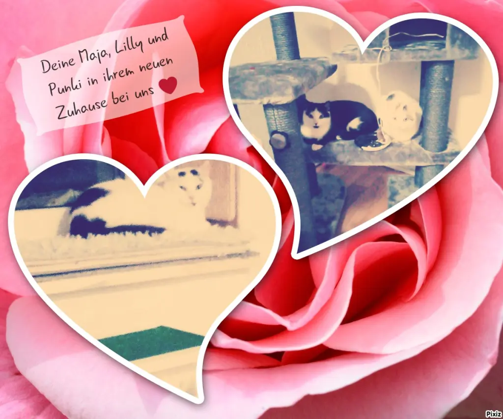 Andachtsbild von Für unsere kleine Maus Missy♥️