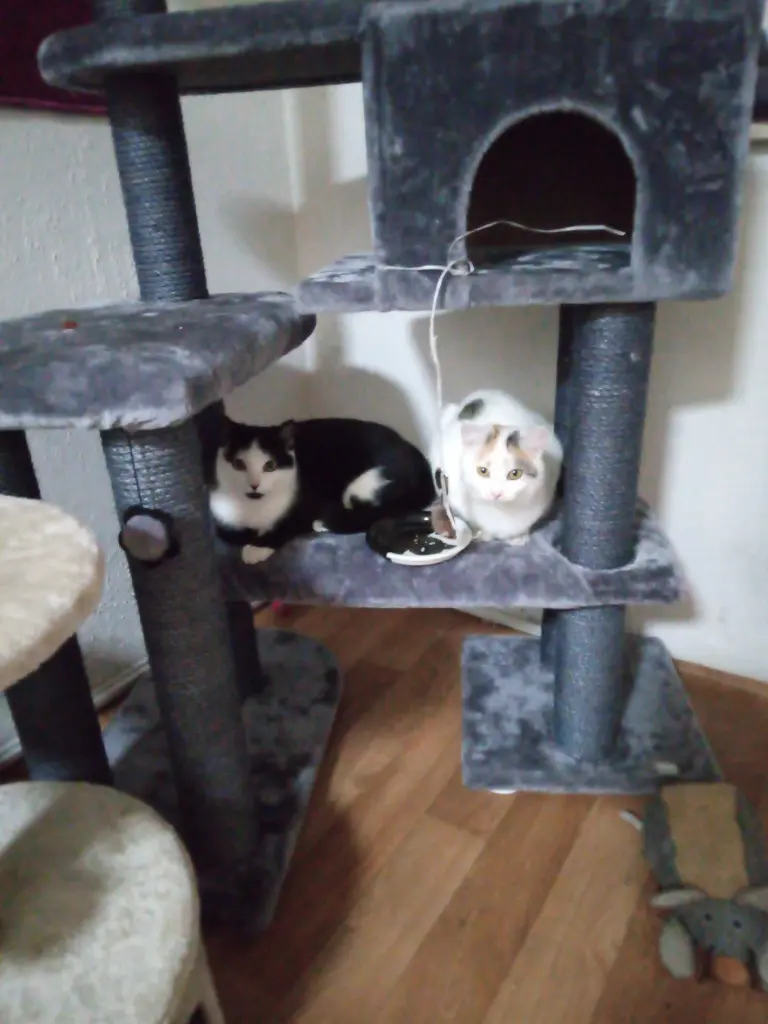 Andachtsbild von Für meine kleine Maus Missy❤️