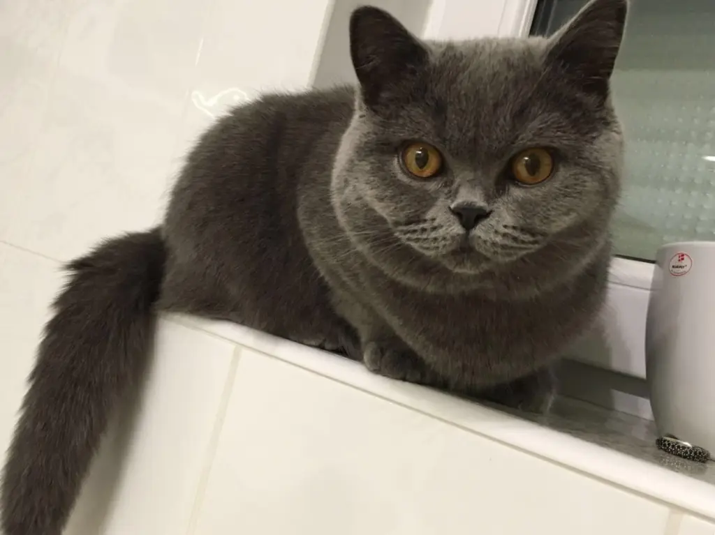 Andachtsbild von Emma