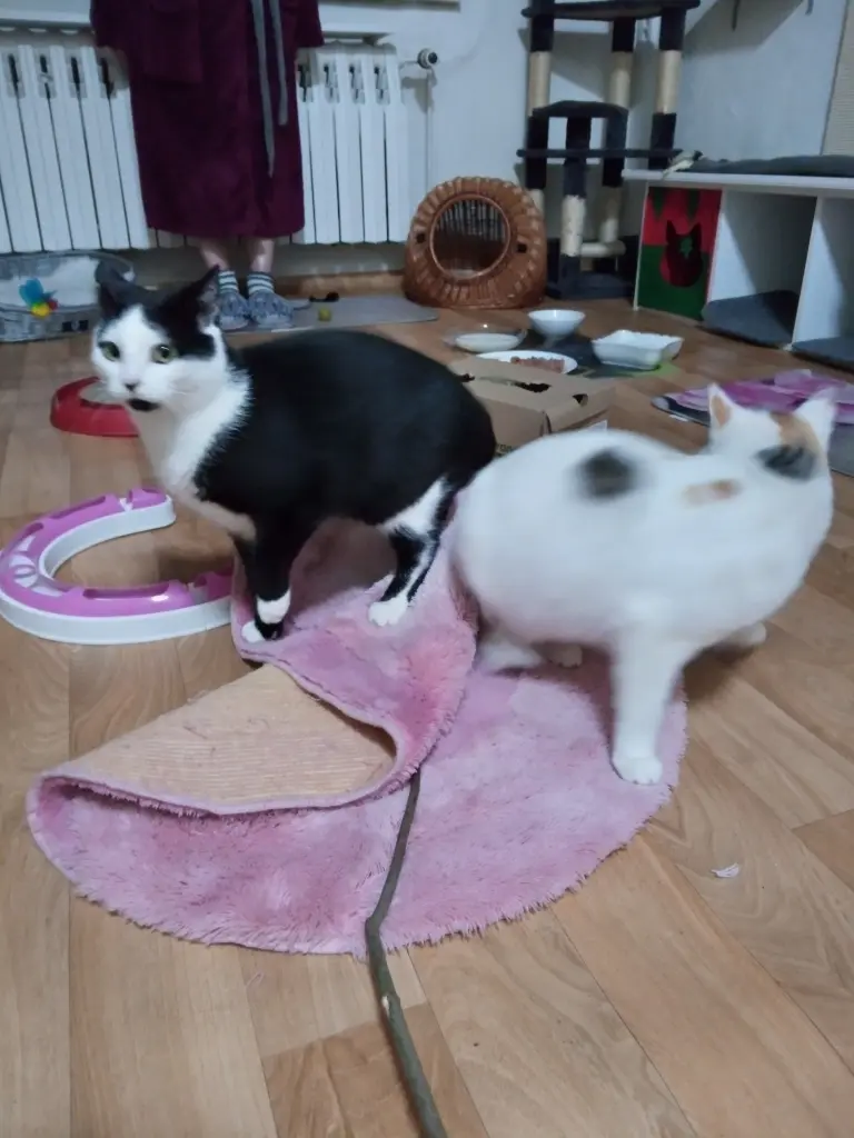 Andachtsbild von Für Dich meine kleine Missy❤️