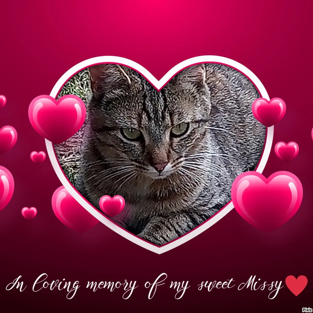 Andachtsbild von Für Dich meine kleine Missy❤️