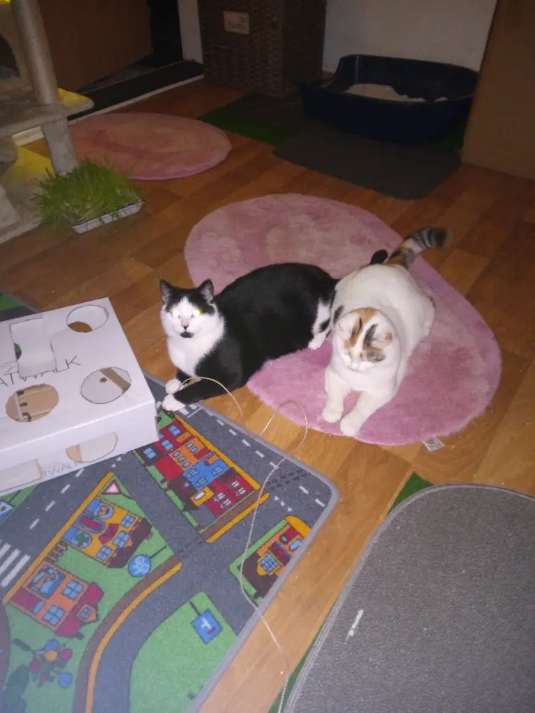 Andachtsbild von Für Dich mein kleines Missyle ♥️