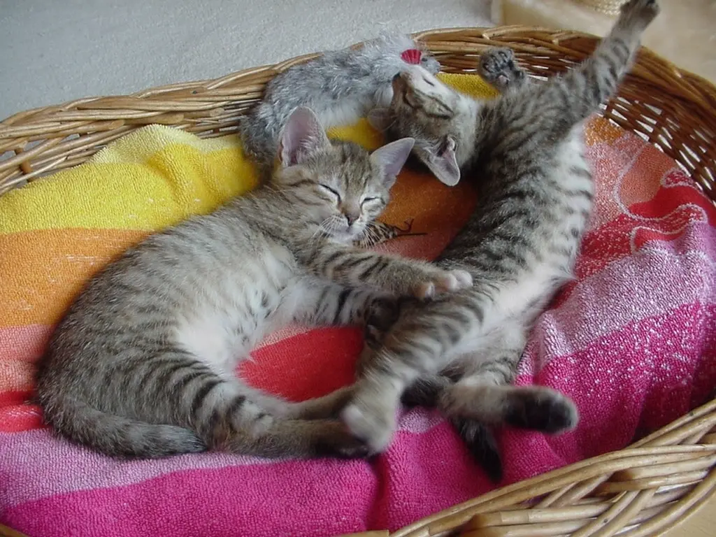 Andachtsbild von an Missy ♥ von Marple und Christie 