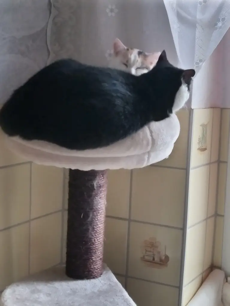 Andachtsbild von Für Dich mein kleines Missykind♥️