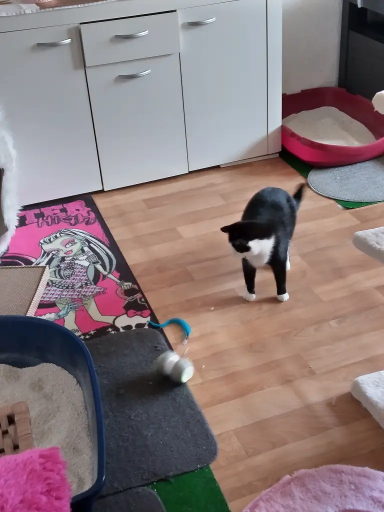 Andachtsbild von Für Dich mein liebes Missykind ♥️