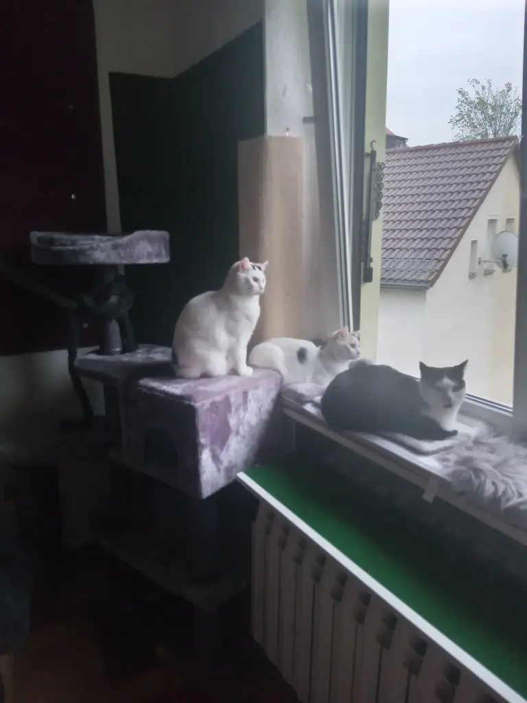 Andachtsbild von Für Dich meine kleine Maus Missy❤️