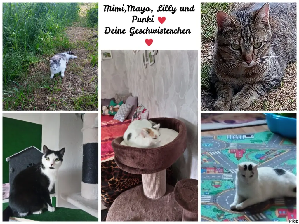 Andachtsbild von Für unser liebes Missyle ❤️