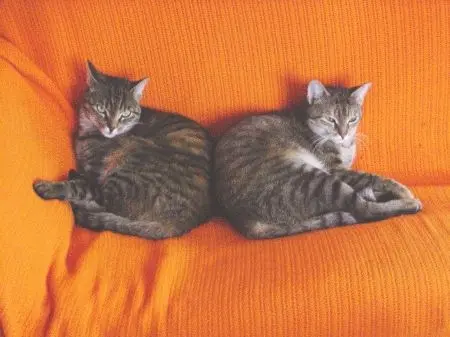 Andachtsbild von von Missy an ihre Mama Netti