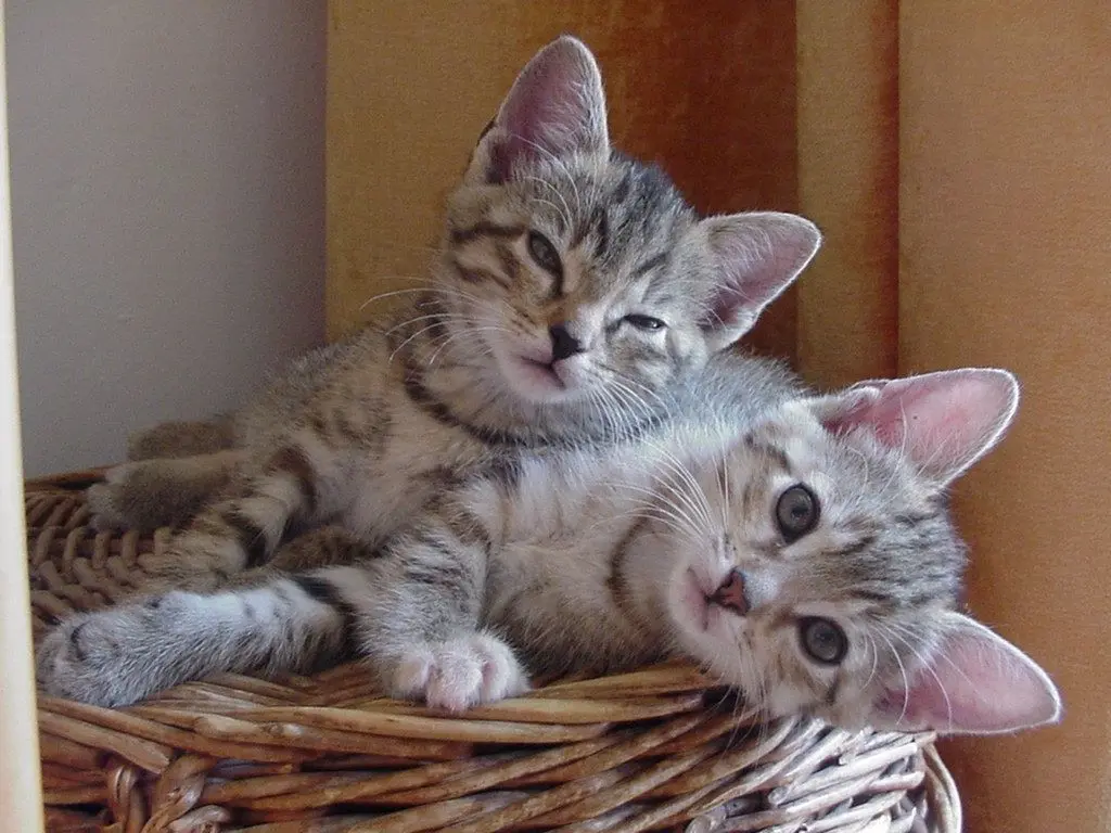 Andachtsbild von an die kleine Missy ♥