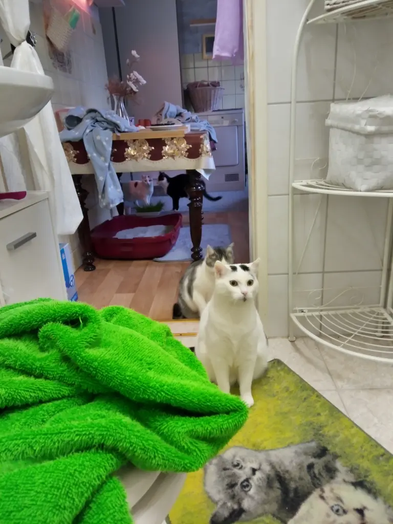 Andachtsbild von Für Dich mein kleines Tigerchen ♥️