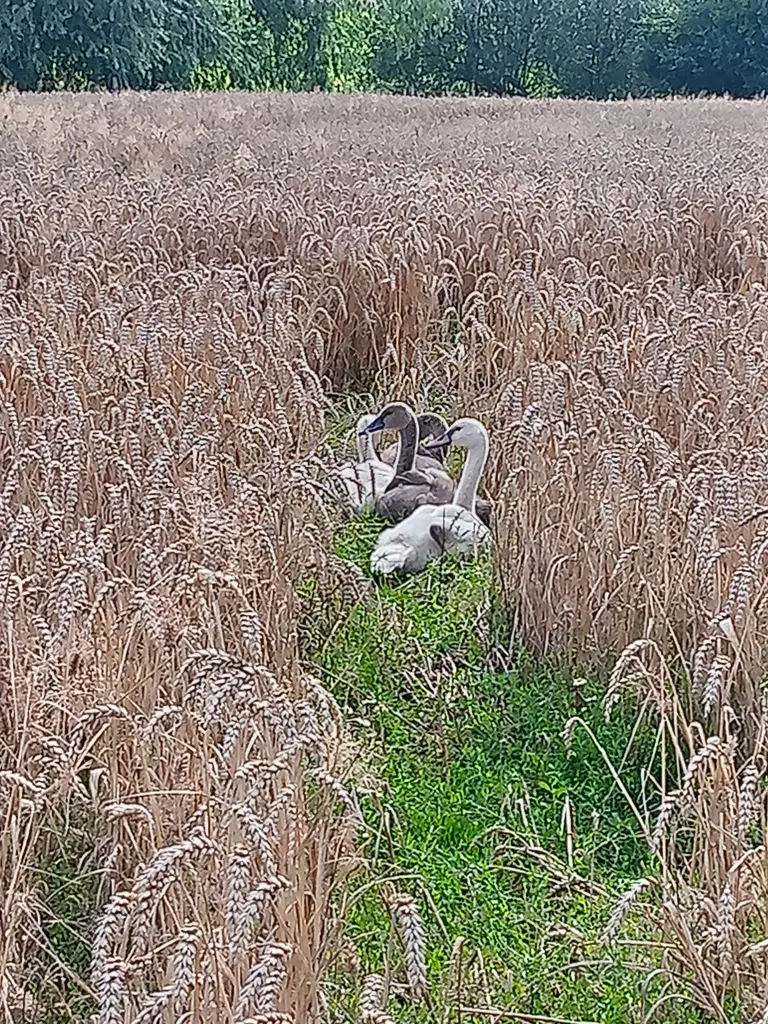 Andachtsbild von Für Dich mein kleiner Spatz Missy❤️