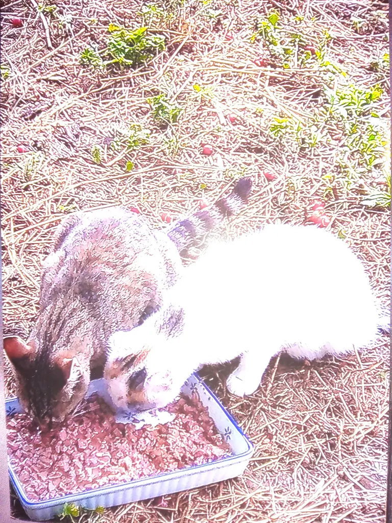 Andachtsbild von Für Dich mein kleiner Spatz Missy❤️