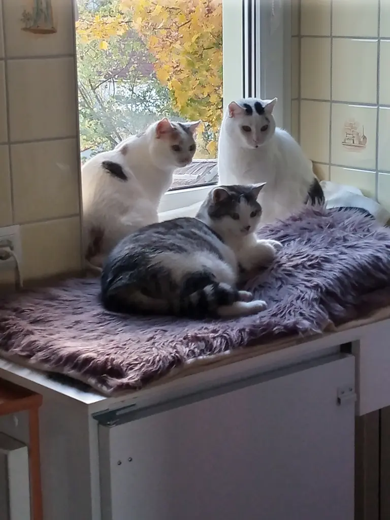 Andachtsbild von Für Dich meine kleine Missymaus ❤️