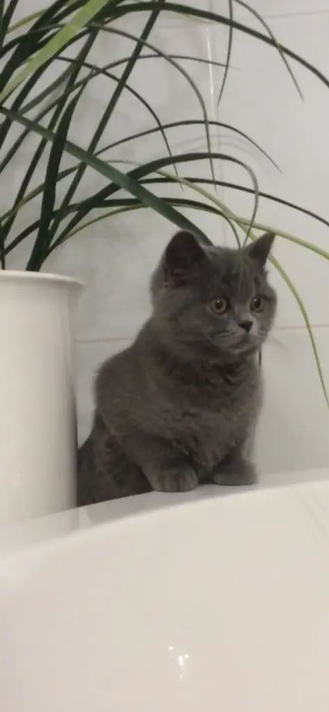 Andachtsbild von An Missy