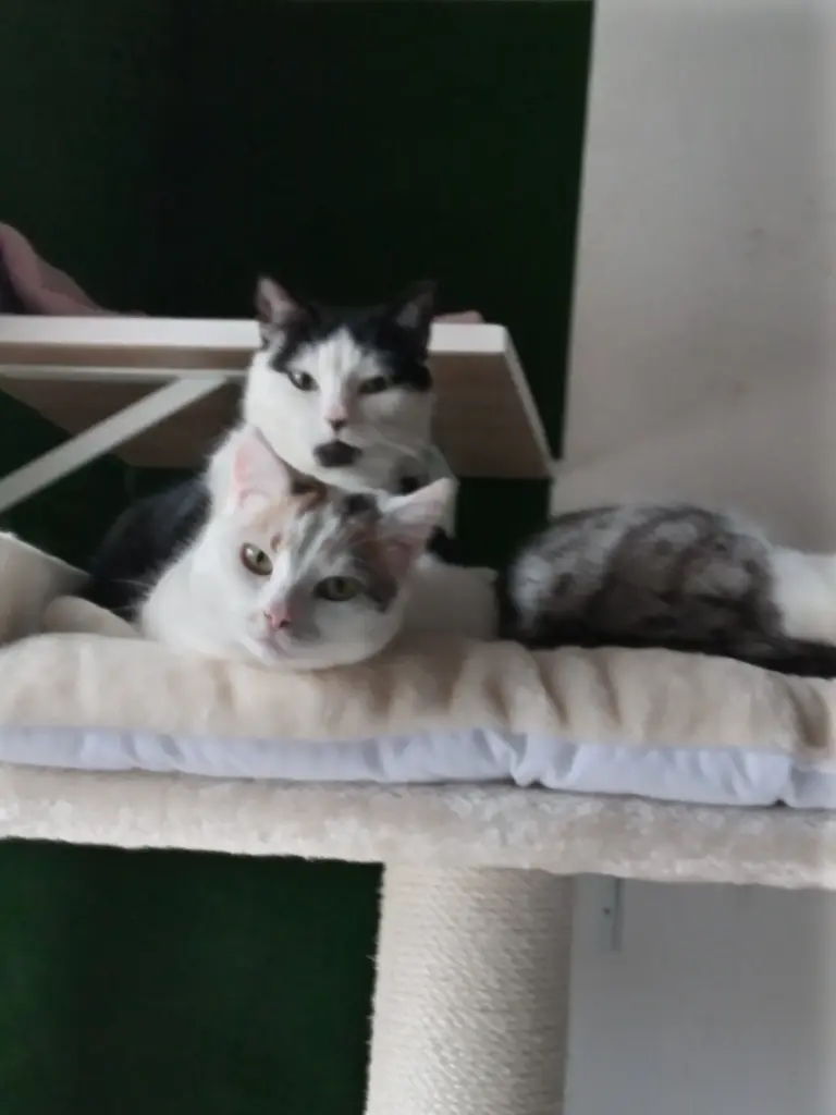 Andachtsbild von Für Dich meine kleine Missyle ♥️