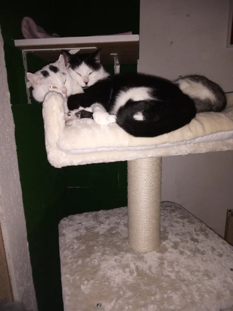 Andachtsbild von Für Dich mein kleines Missykind ❤️