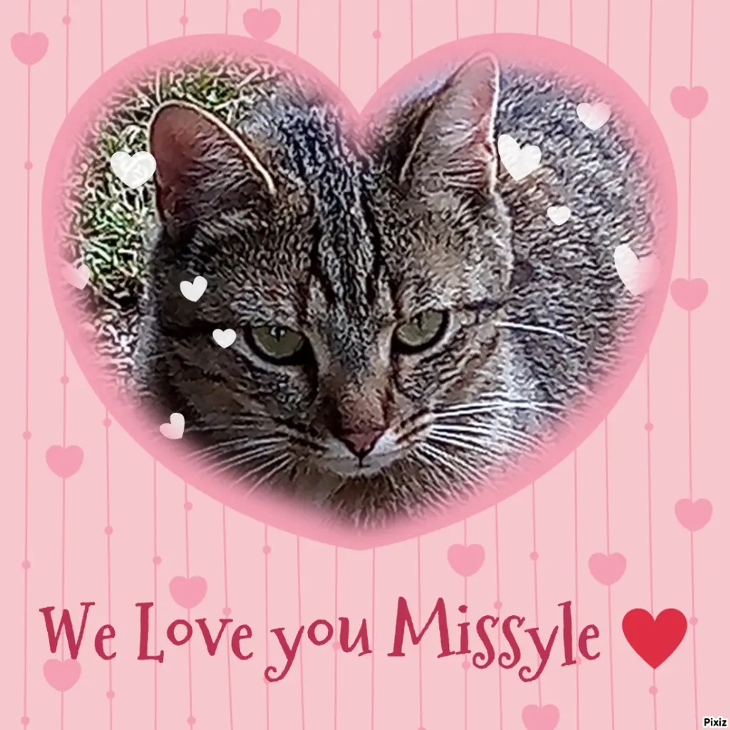 Andachtsbild von Für Dich mein kleines Missykind ❤️