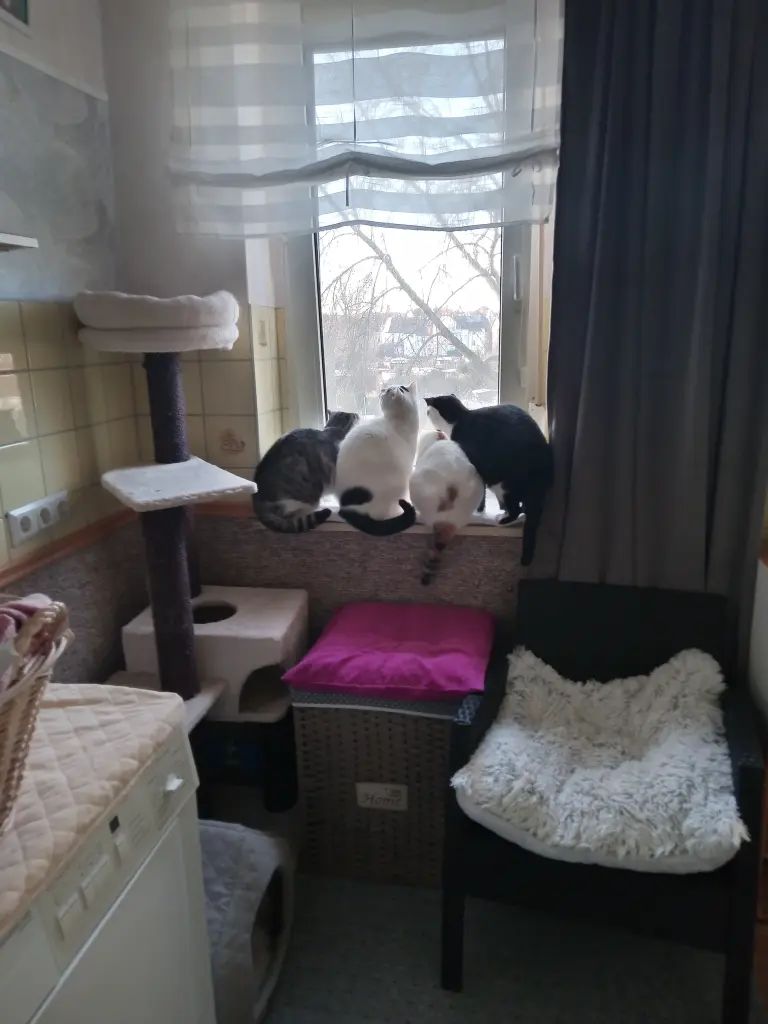 Andachtsbild von Für Dich mein kleines Missykind ❤️