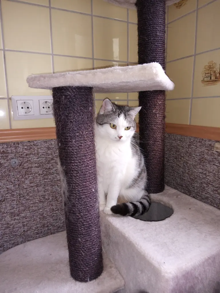 Andachtsbild von Für unsere kleine Missyle ♥️