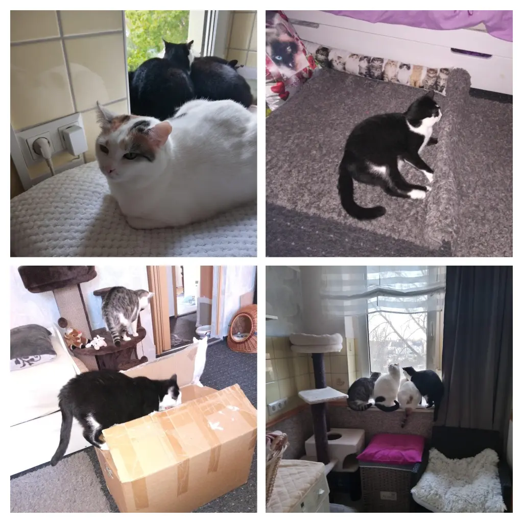 Andachtsbild von Für Dich mein kleiner Schatz Missy ❤️