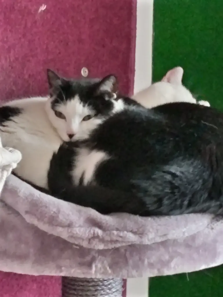 Andachtsbild von Für Dich meine kleine Missyle ♥️