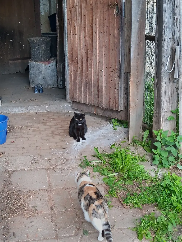 Andachtsbild von Für unsere kleine Missyle ♥️